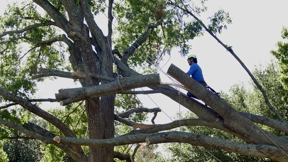 Professional Crown Thinning performed by certified arborists in Bidwell