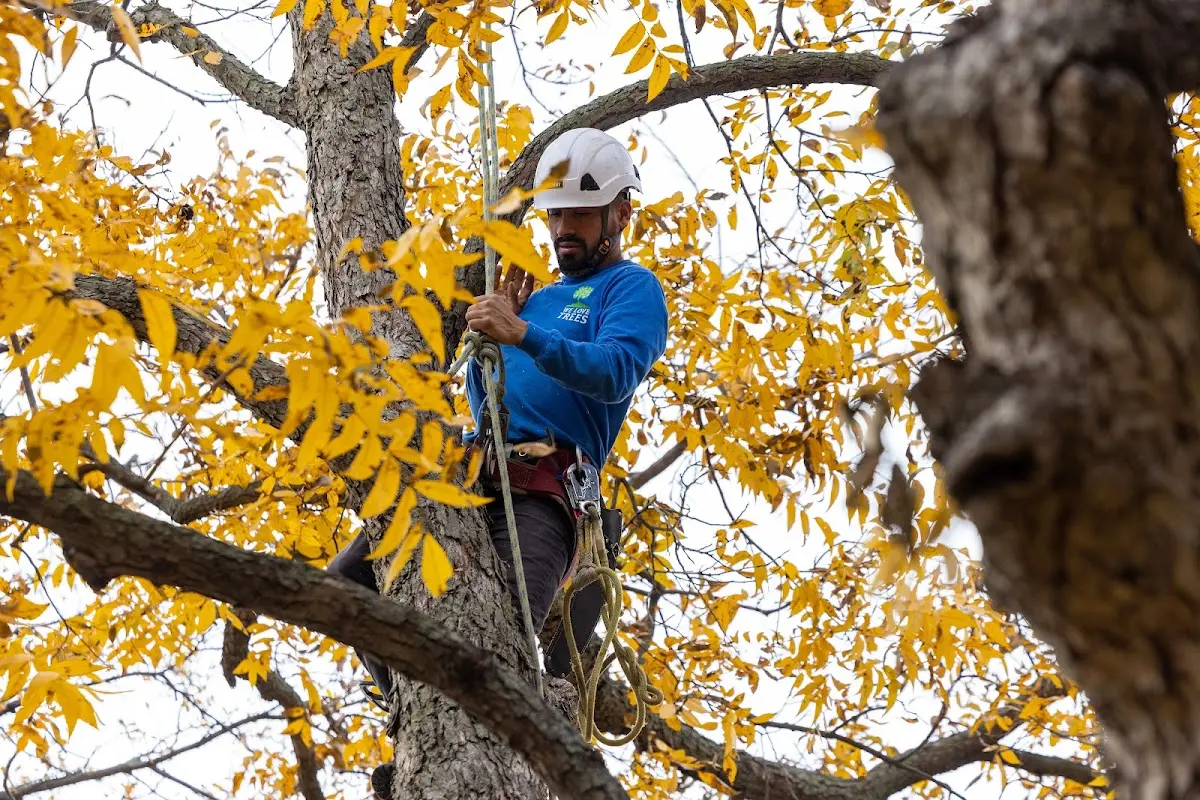 Skilled Tree Pruning crew working in Bidwell