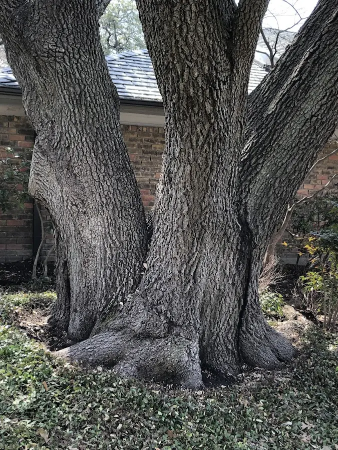 Mature heritage tree close to a Bidwell property cared for by certified arborists