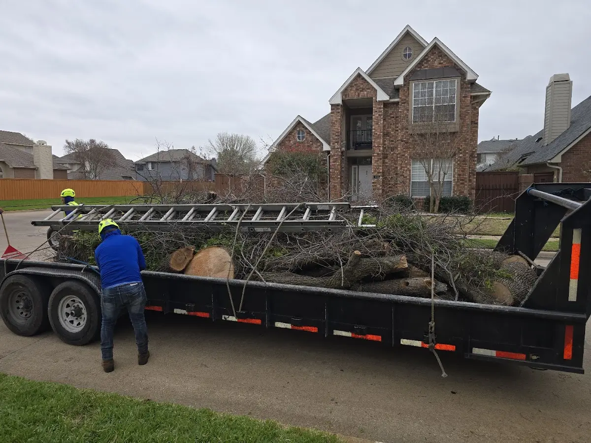 Expert Tree Removal with proper safety equipment in Bidwell